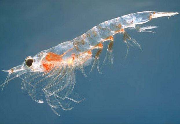 Krill Oil02